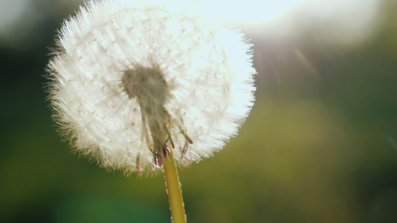 soplando en un primer plano de flor de diente de león