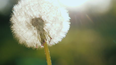 Blowing-On-A-Dandelion-Flower-Close-Up