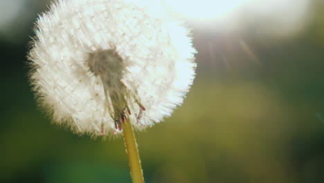 blowing on a dandelion flower close-up