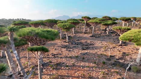 fly over endemic dragon blood trees in firhmin forest, socotra island, yemen