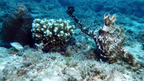 dos pulpos que se aparean en un arrecife de coral en la isla de mauricio