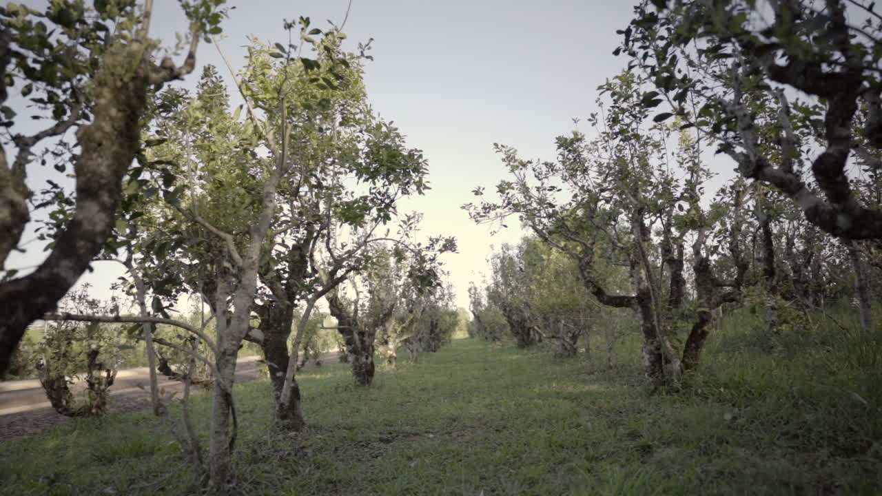 아르헨티나에 자리 잡은 예르바 마테 플랜테이션은 이 전통적인 남미 작물의 울창한 초록색과 농업적 아름다움을 보여줍니다.