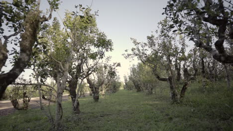 Yerba mate plantation nestled in Argentina, showcasing the lush greenery and agricultural beauty of this traditional South American crop