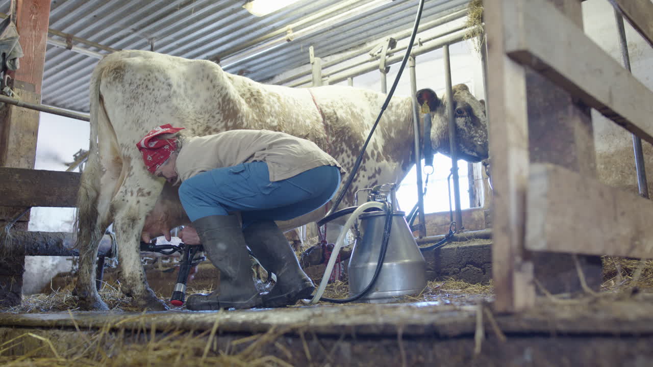 The milkmaid attaches the suckers to the teats to start milking, rural Sweden