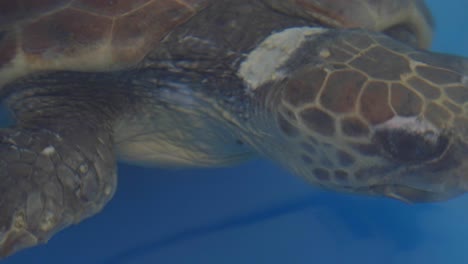 Close-up-of-an-injured-turtle-swimming-at-an-animal-rescue-and-recovery-center