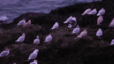 Gaviotas-Sentadas-En-Una-Roca-Junto-A-La-Costa-Islandesa-Alrededor-Del-Rugiente-Mar-Atlántico