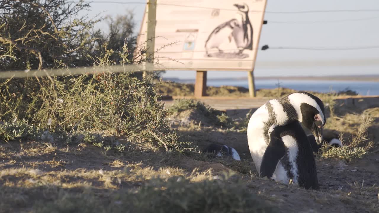 펭귄 그림이 있는 포스터 옆에 포즈를 취하는 마젤란 펭귄 - slowmotion