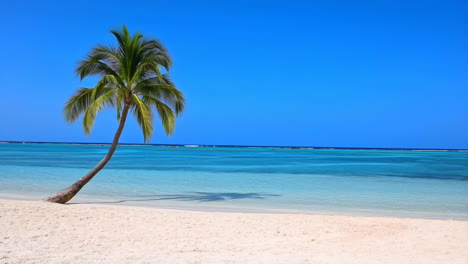 a beautiful tropical beach with a palm tree, white sand, and turquoise water