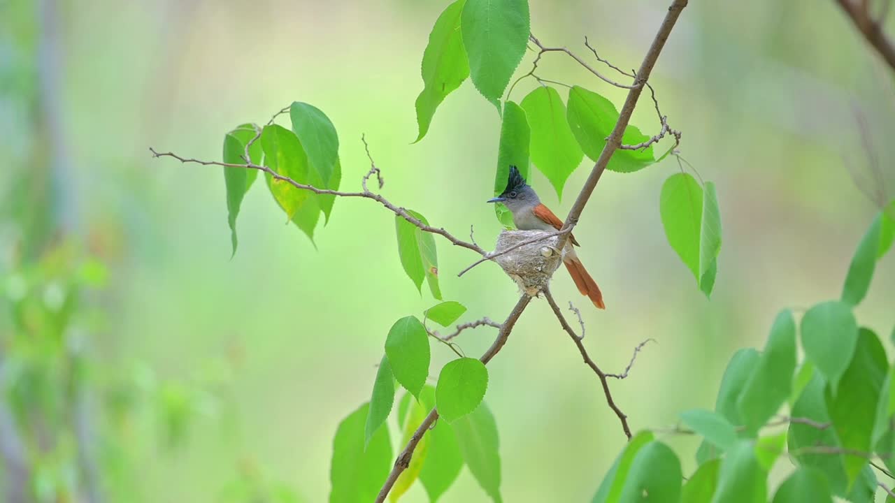 인디언 파라다이스 플라이 캐처가 숲에서 둥지를 짓고 있습니다.