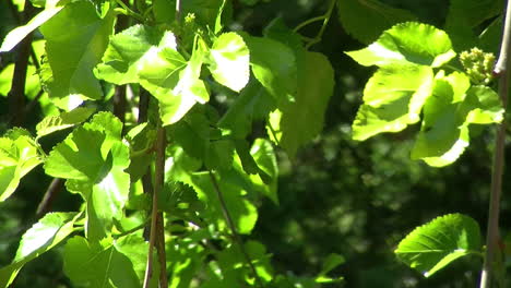 Primer-Plano-De-Hojas-De-Morera-Y-Moras-Inmaduras