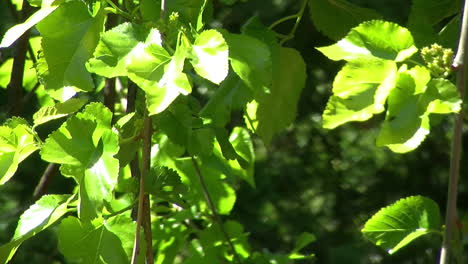 primer plano de hojas de morera y moras inmaduras