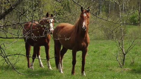 Caballos-Salvajes-Pastan-En-Un-Prado-Verde-En-Primavera