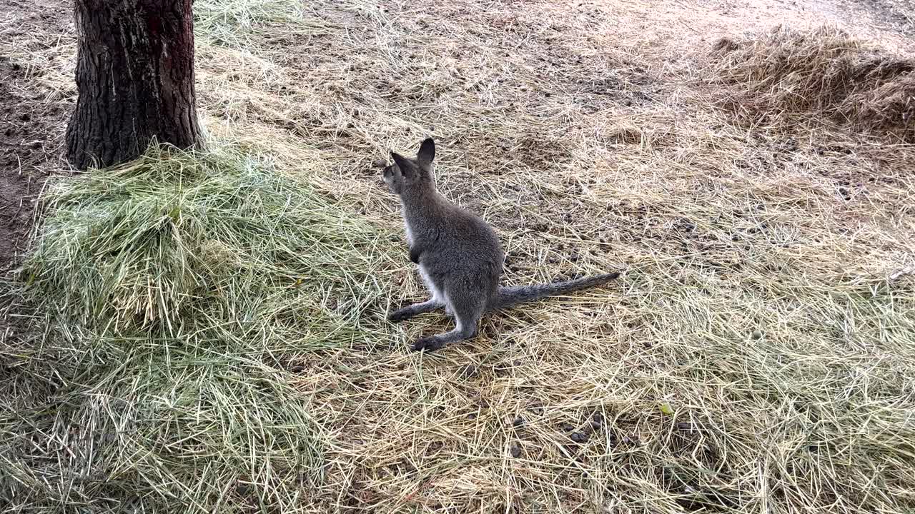 Wallaby attento in piedi in un campo erboso secco vicino a un albero