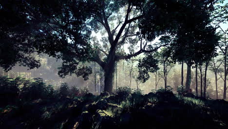 sunlight filters through lush trees in a serene forest setting