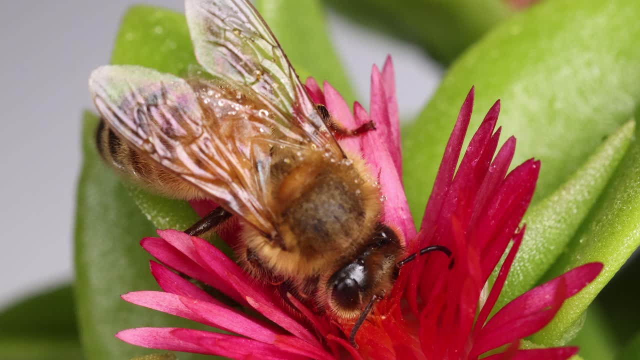 A honeybee actively gathers nectar from a bright pink flower, captured in a detailed macro shot with natural lighting