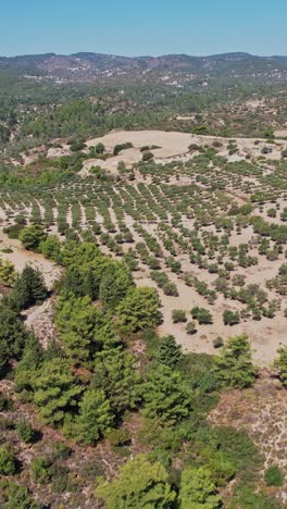 vista aérea de olivos en un paisaje mediterráneo durante el verano