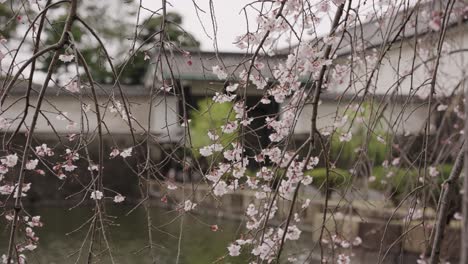 sakura cerezo floreciendo con lugar imperial en segundo plano
