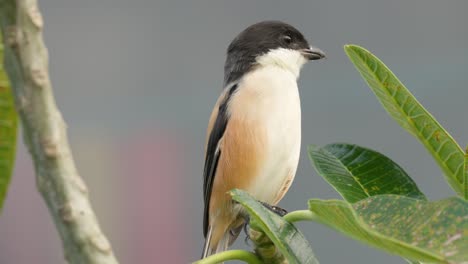 Actuación-En-&quot;The-Shrike&quot;-De-Cola-Larga-Mirando-A-Su-Alrededor-En-Busca-De-Presas-De-La-Rama-De-Un-árbol