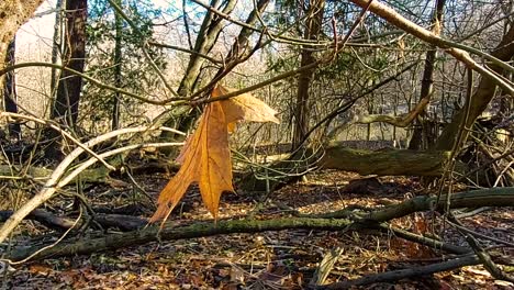 the last orange leaf in the forest