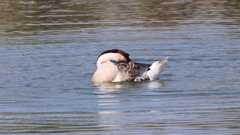 swan preening and bathing in a lake