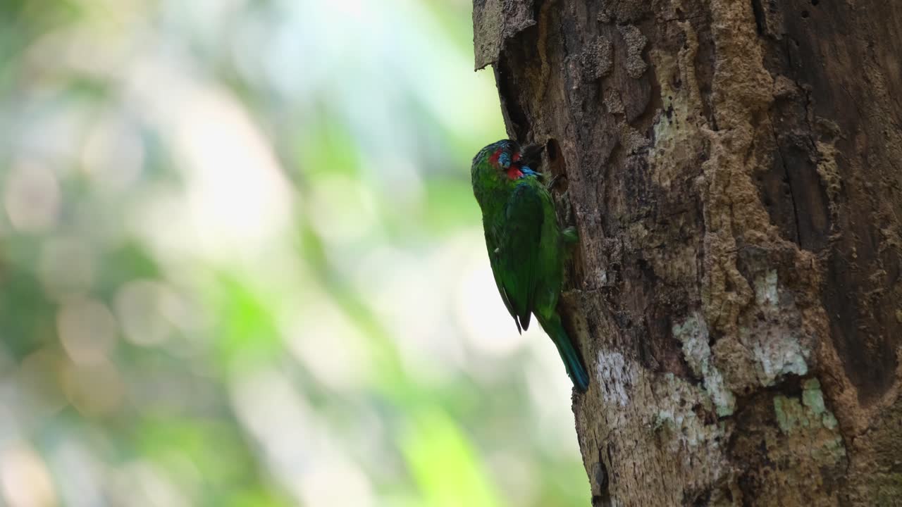 macho y hembra barbet, uno está picando un agujero y el otro voló a la parte inferior del marco, barbet de orejas azules psilopogon cyanotis, tailandia