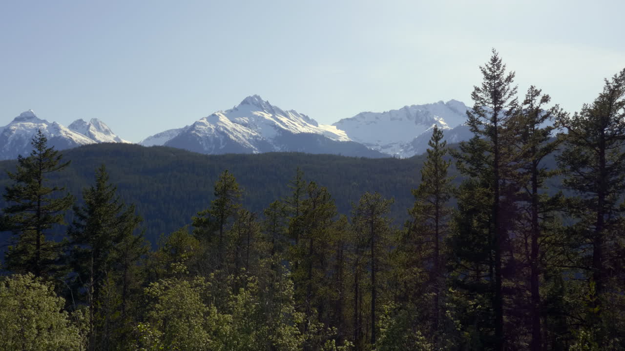paisaje estático de bosque de pinos y fondo de montañas nevadas