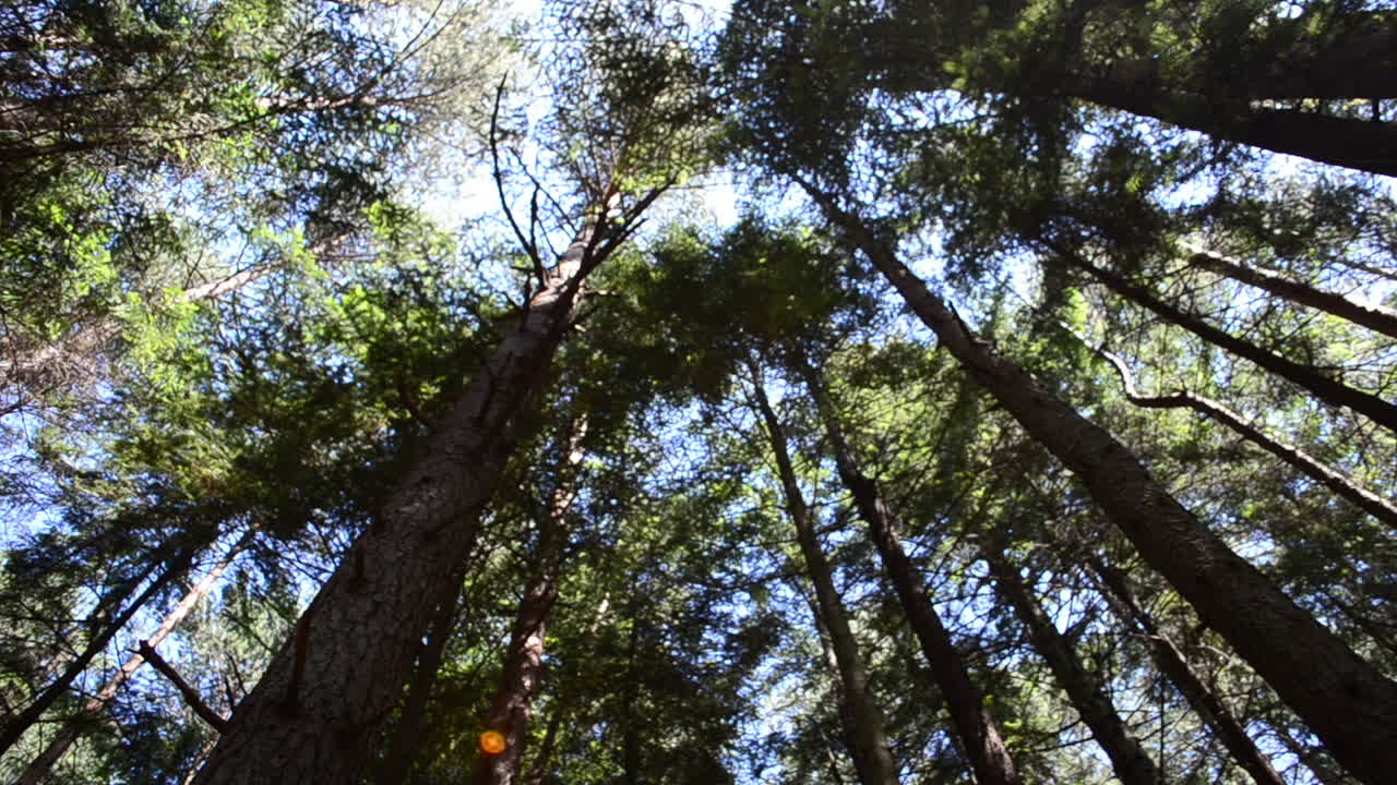 Trunks of pines. Beautiful wood