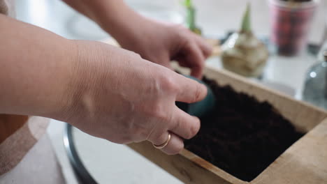 lower view of home maker preparing soil for planting by scooping dark rich loam with blue plastic scoop in wooden planter box on glass tabletop under natural light in cozy warm interior