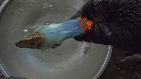 Southern-Cassowary-Drinking-Water-From-Basin-In-Queensland,-Australia