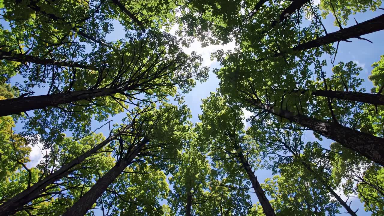 Un'inquadratura dal basso cattura una lussureggiante chioma verde di alberi contro un cielo blu, creando un'atmosfera serena e coinvolgente.