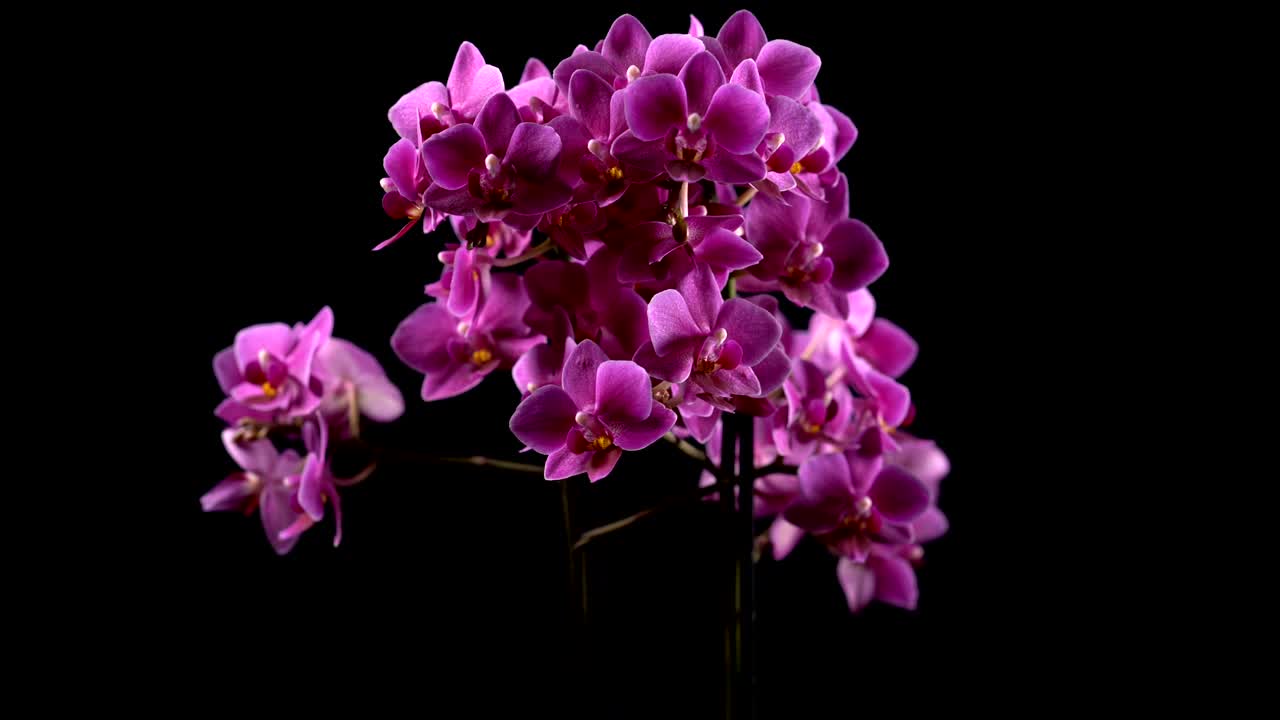 mini orquídea púrpura se vuelve en fondo negro