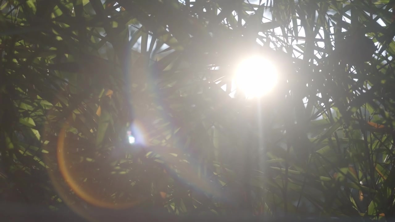 Luz del sol asomándose detrás de hojas de bambú verde durante el amanecer. Toma de cerca