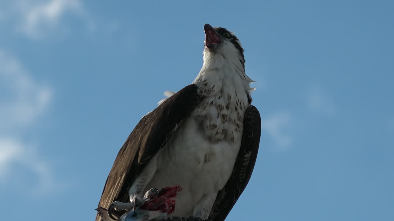un águila pescadora devora un pez en la rama de un árbol en florida 2