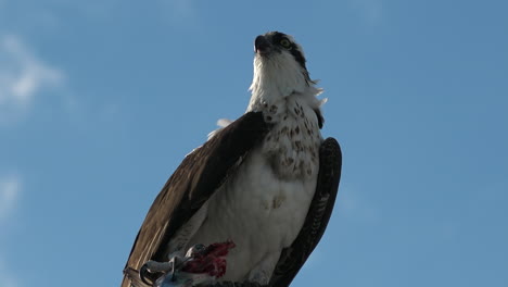 Un-águila-Pescadora-Devora-Un-Pez-En-La-Rama-De-Un-árbol-En-Florida-2