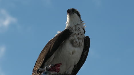 un águila pescadora devora un pez en la rama de un árbol en florida 2