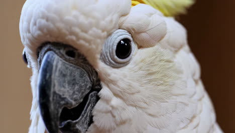 close-up of a cockatoo