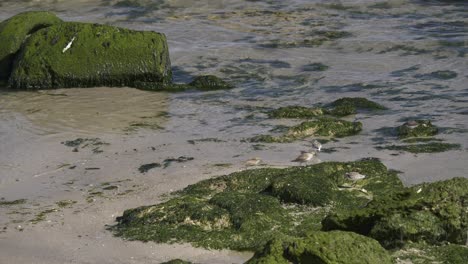 Dunlin-birds-fighting-over-foraging-ground-at-shore-during-low-tide-of-sea