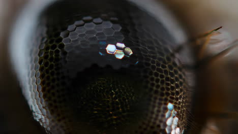 macro shot of an insect's compound eye