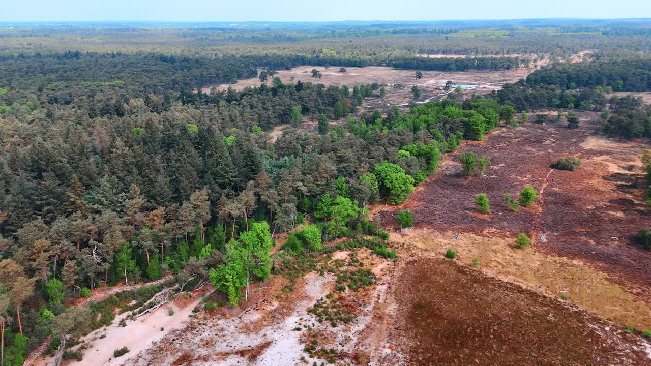 Pine tree wood growing around the dry bare parts of land. Drone footage above the nature of the Netherlands.