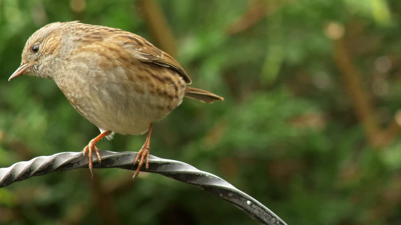 un acentor común se agarra a una barra de hierro que forma parte de una mesa para pájaros