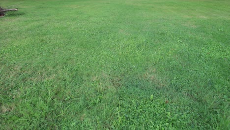 Drone-flying-above-the-green-grass-grown-in-the-park-on-a-sunny-day