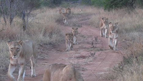 Orgullo-De-Leones-Marchando-Hacia-La-Cámara-En-El-Desierto-Africano