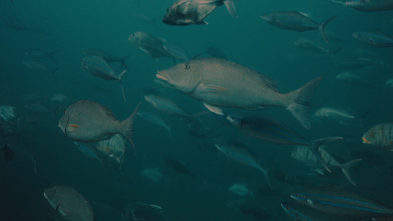 물 에 있는 물고기 무리