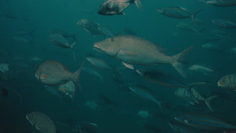 escuela de peces bajo el agua