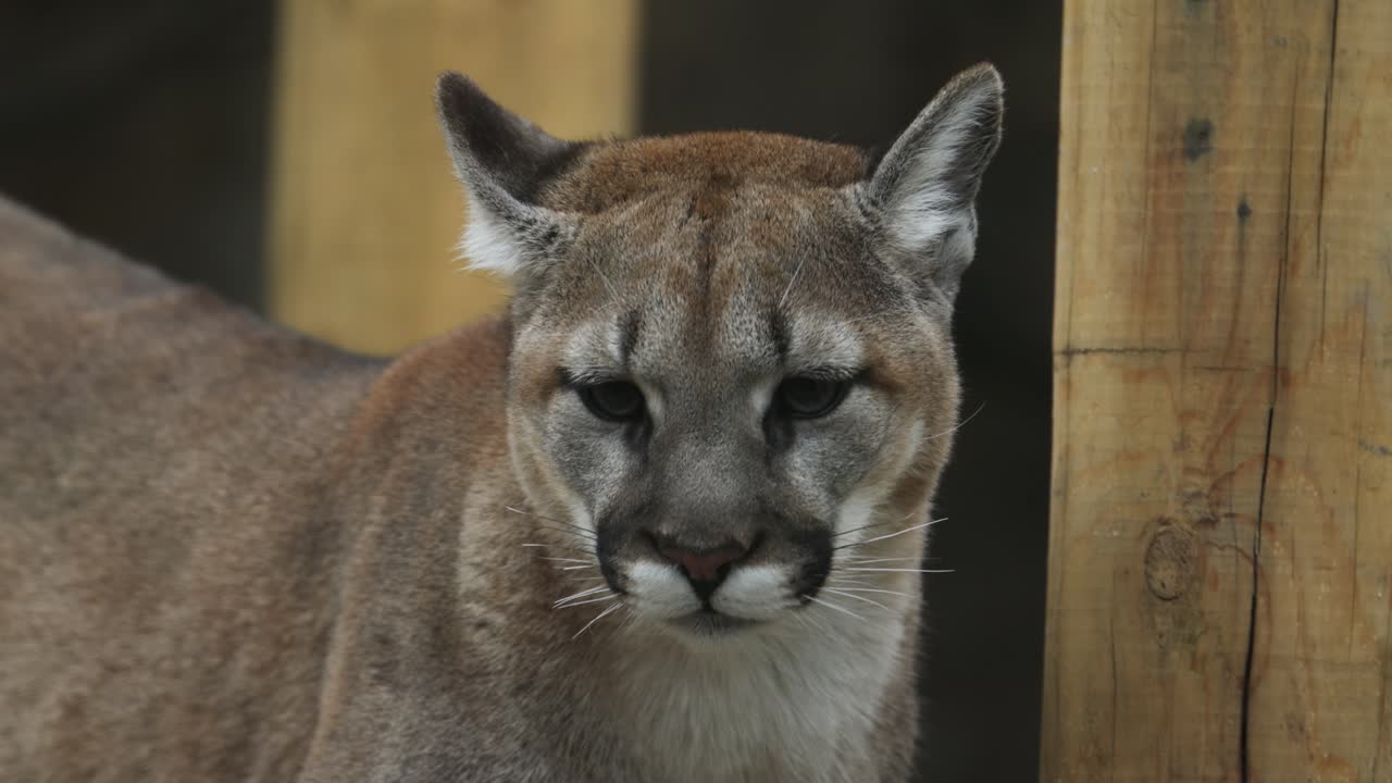 Close-up of a cougar's face