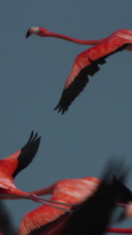 flamenco rosa mexico aves silvestres