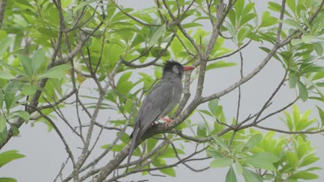 hermoso bulbul negro del himalaya en el nepal