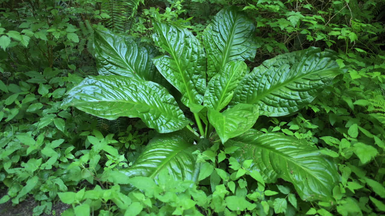 sola planta de repollo mofeta con exuberantes hojas verdes en el bosque de oregon