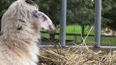 Portrait-of-peaceful-black-and-white-lamb