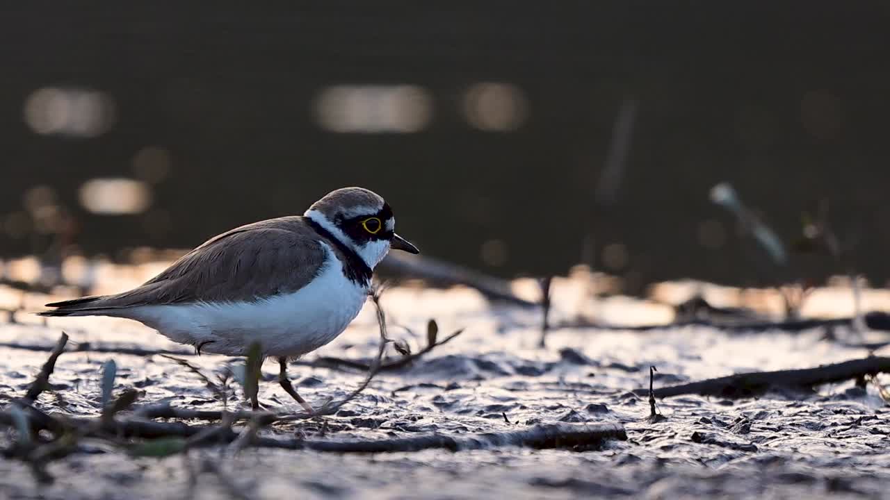 Little ringed plover walking in golden light displays balance awareness and agility